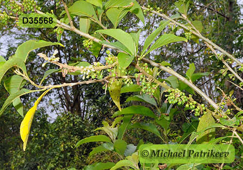 Wild Tobacco (Acnistus arborescens)